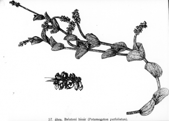 A potamogeton perfoliatus - balatoni hínár